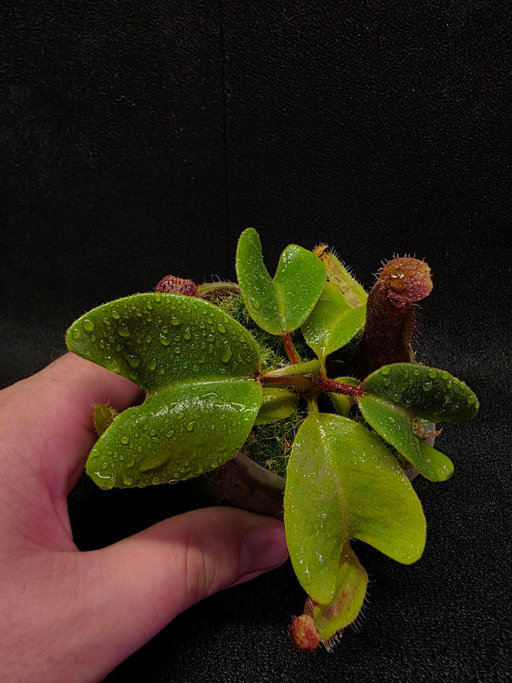 Nepenthes Truncata Red Flush F2 #16