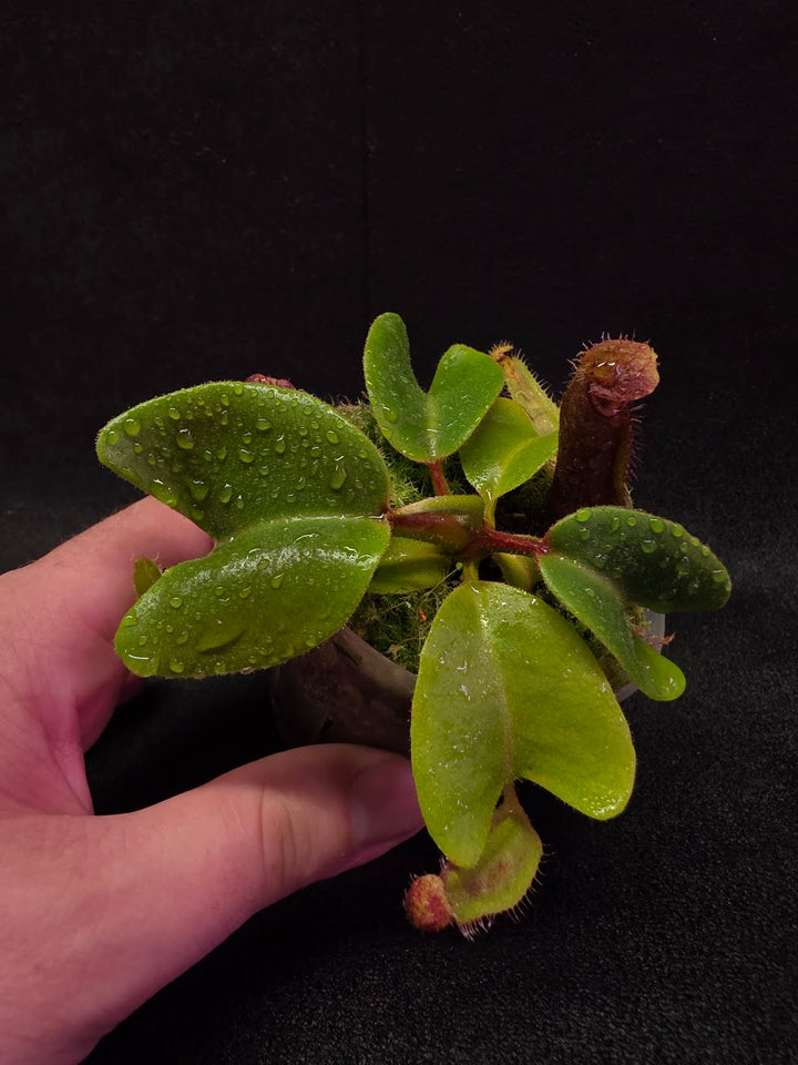 Nepenthes Truncata Red Flush F2 #16