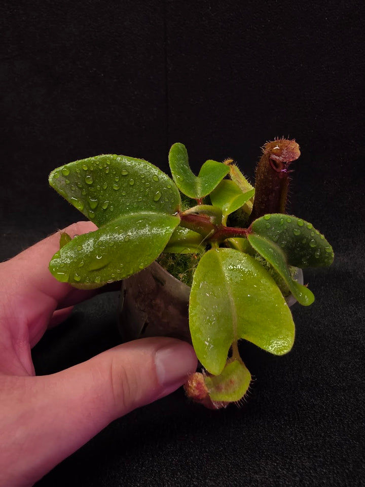 Nepenthes Truncata Red Flush F2 #16