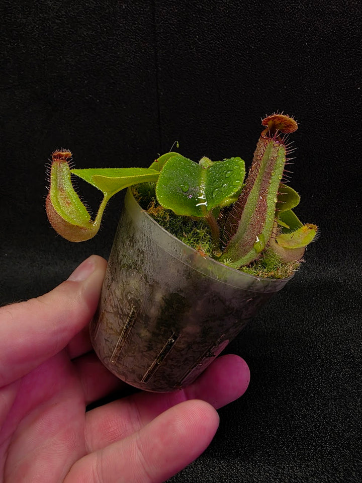 Nepenthes Truncata Red Flush F2 #16