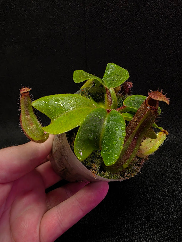 Nepenthes Truncata Red Flush F2 #16