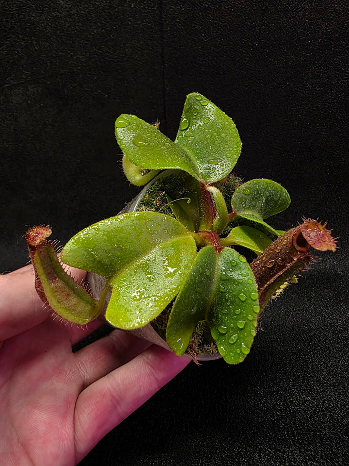 Nepenthes Truncata Red Flush F2 #16