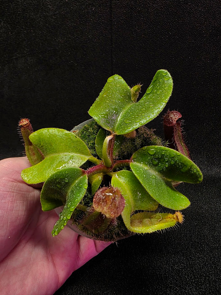 Nepenthes Truncata Red Flush F2 #16
