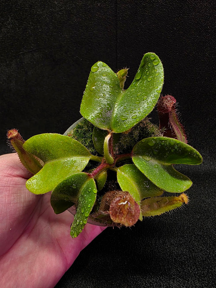 Nepenthes Truncata Red Flush F2 #16
