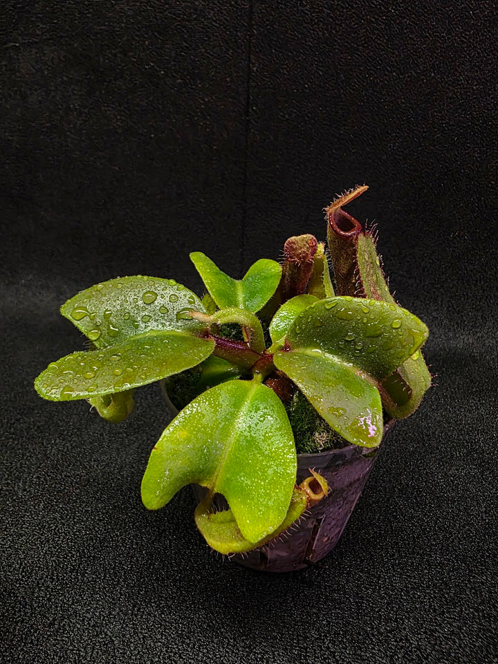 Nepenthes Truncata Red Flush F2 #17