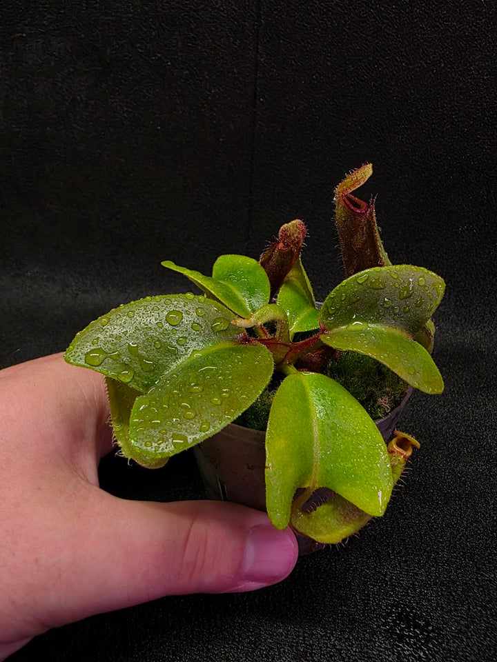 Nepenthes Truncata Red Flush F2 #17