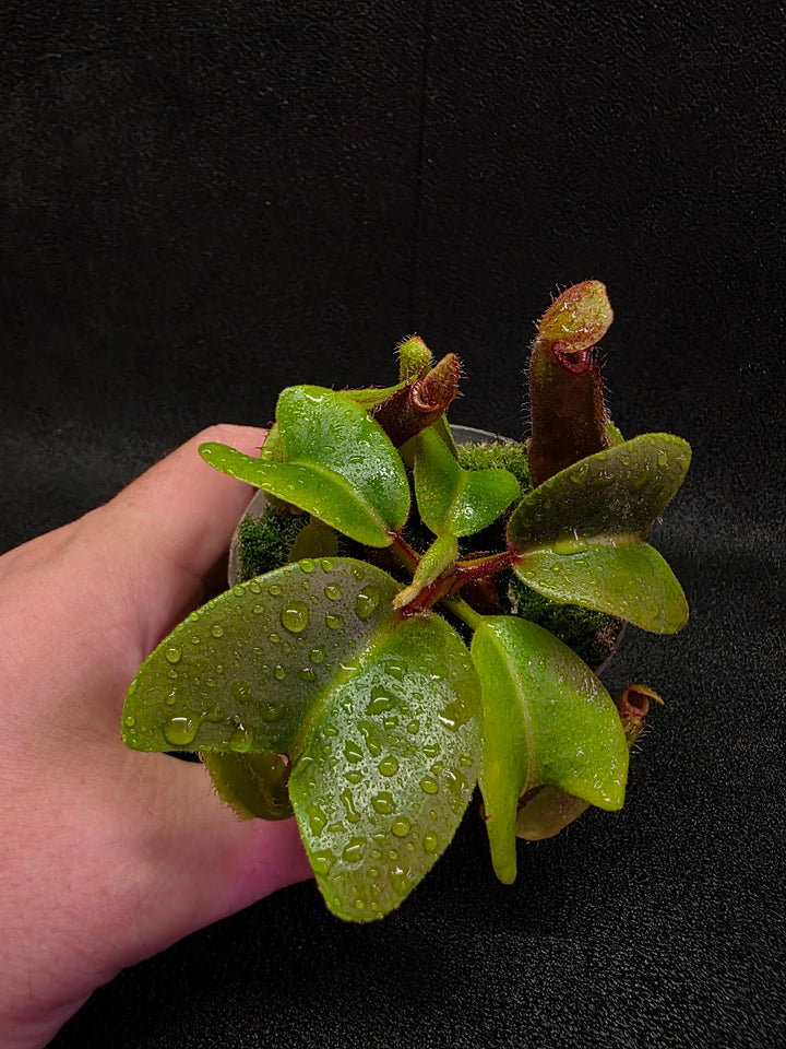 Nepenthes Truncata Red Flush F2 #17