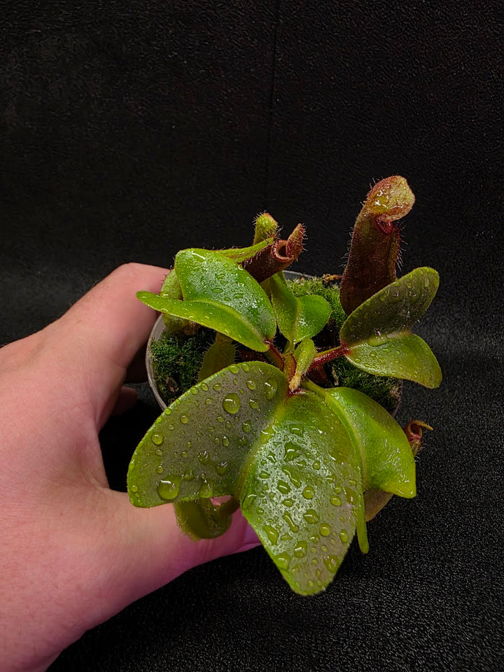 Nepenthes Truncata Red Flush F2 #17