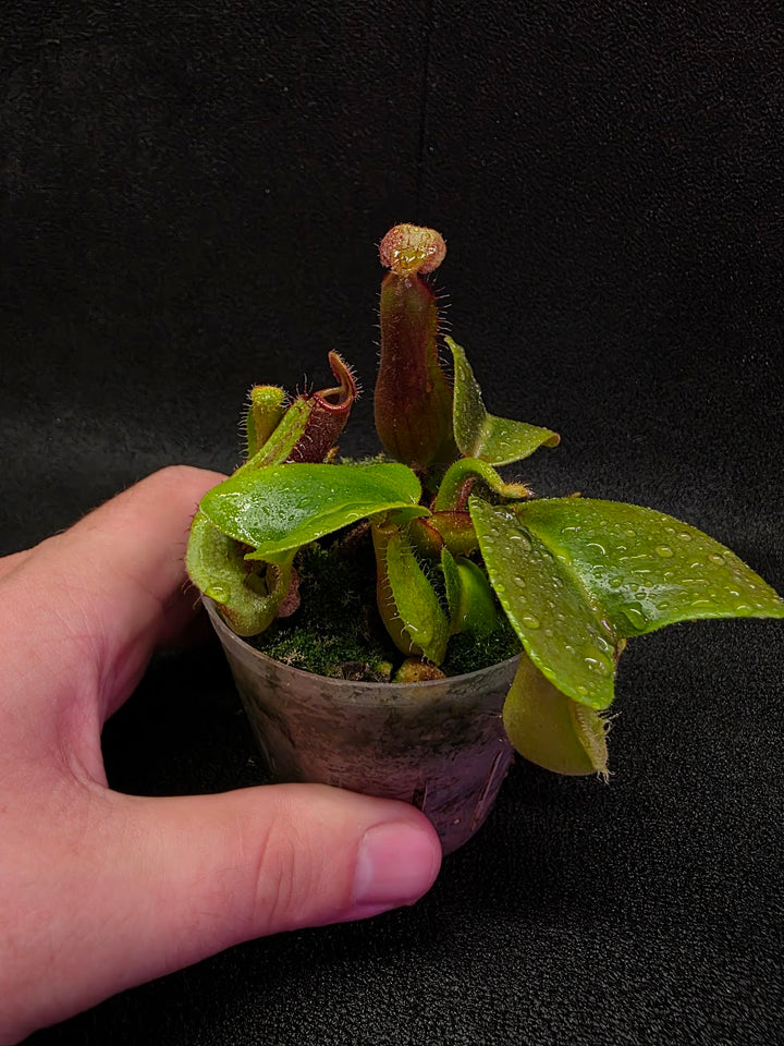 Nepenthes Truncata Red Flush F2 #17