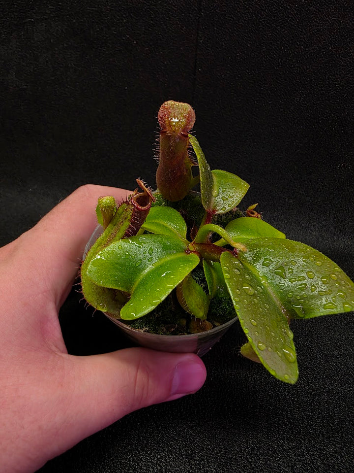 Nepenthes Truncata Red Flush F2 #17