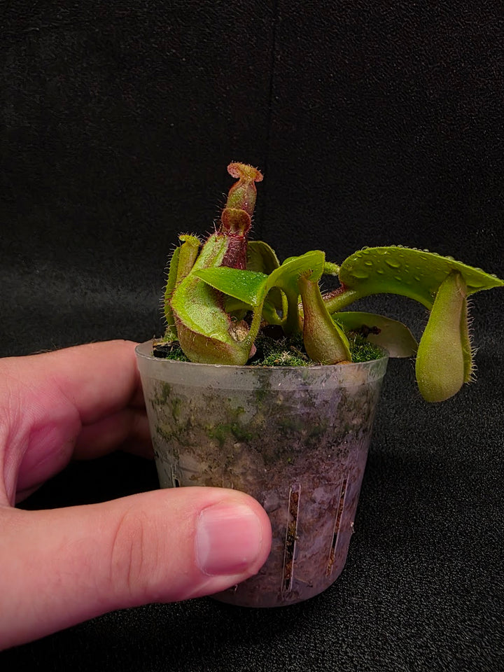 Nepenthes Truncata Red Flush F2 #17