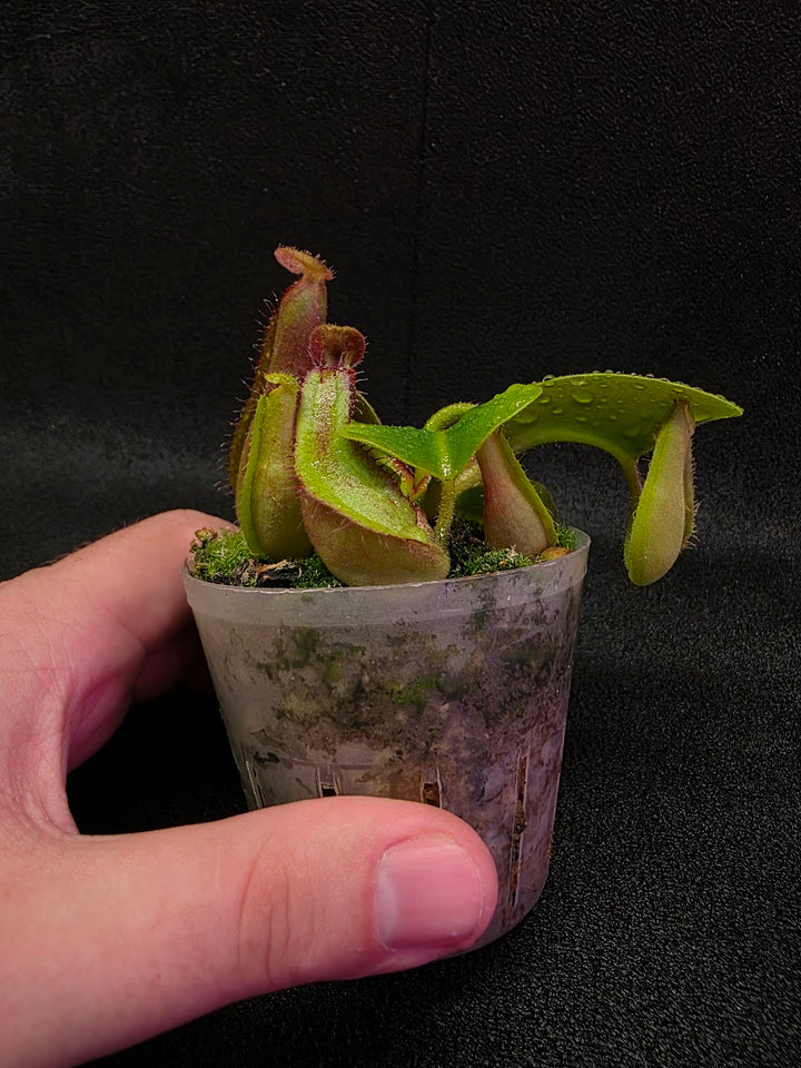 Nepenthes Truncata Red Flush F2 #17