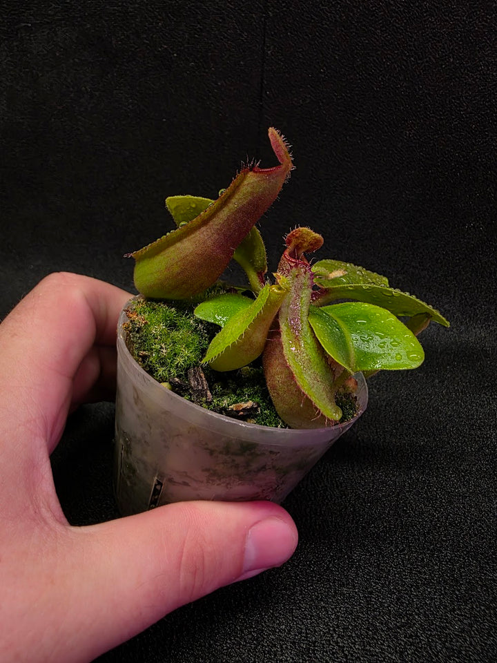 Nepenthes Truncata Red Flush F2 #17