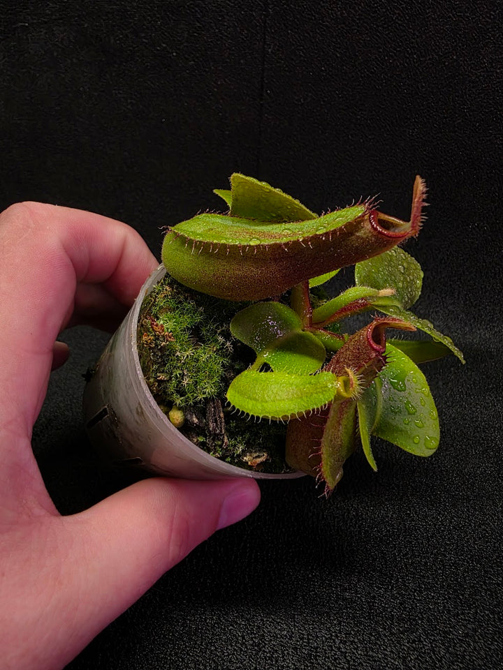 Nepenthes Truncata Red Flush F2 #17