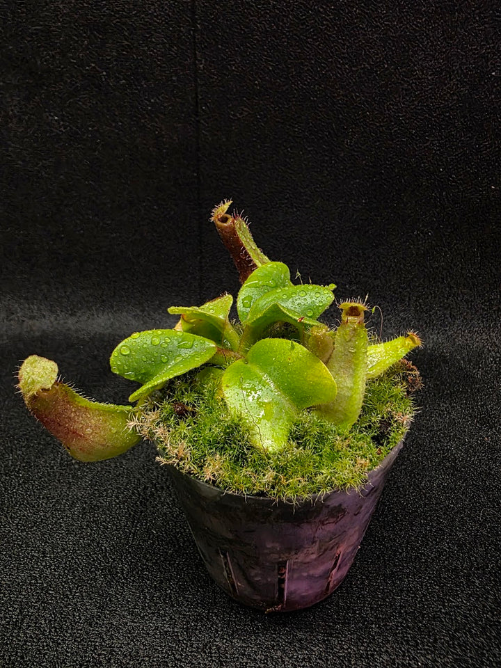 Nepenthes Truncata Red Flush F2 #18