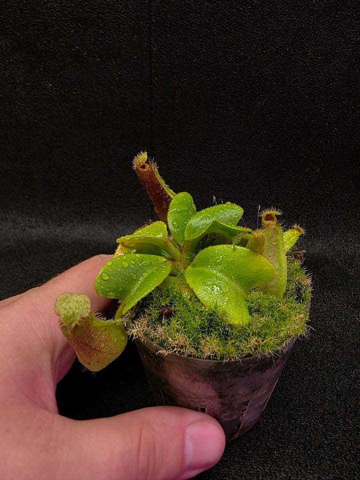 Nepenthes Truncata Red Flush F2 #18