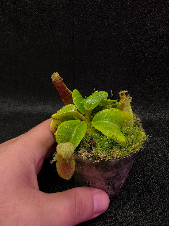 Nepenthes Truncata Red Flush F2 #18