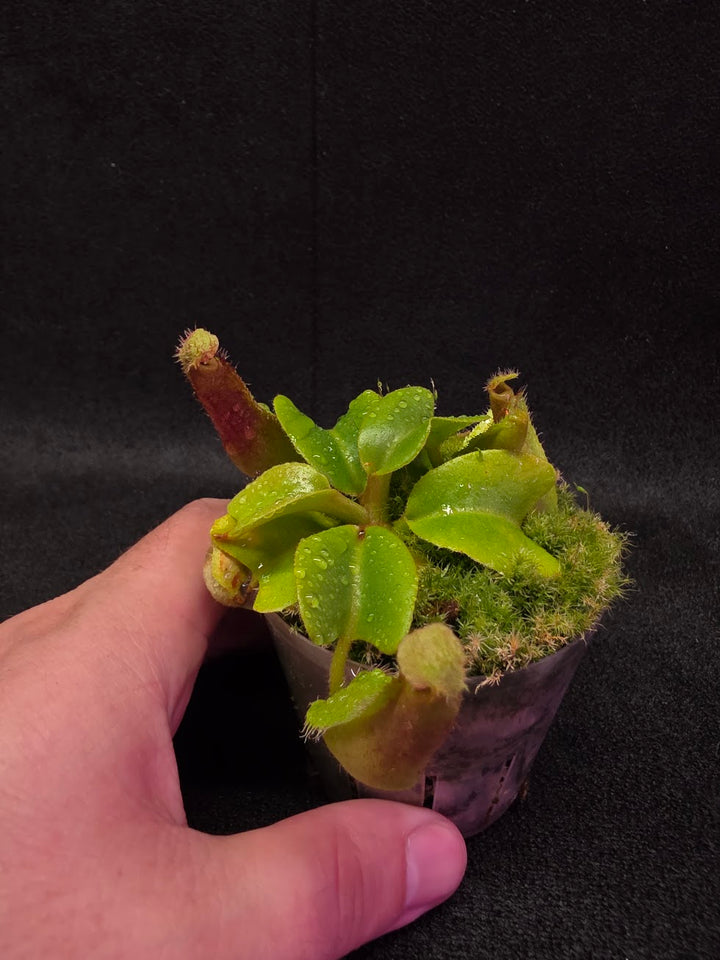 Nepenthes Truncata Red Flush F2 #18