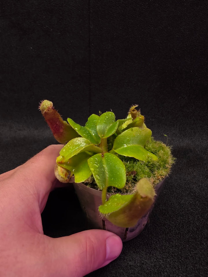 Nepenthes Truncata Red Flush F2 #18