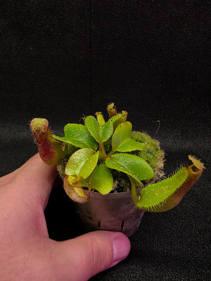Nepenthes Truncata Red Flush F2 #18