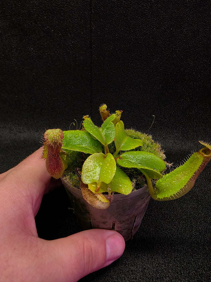 Nepenthes Truncata Red Flush F2 #18
