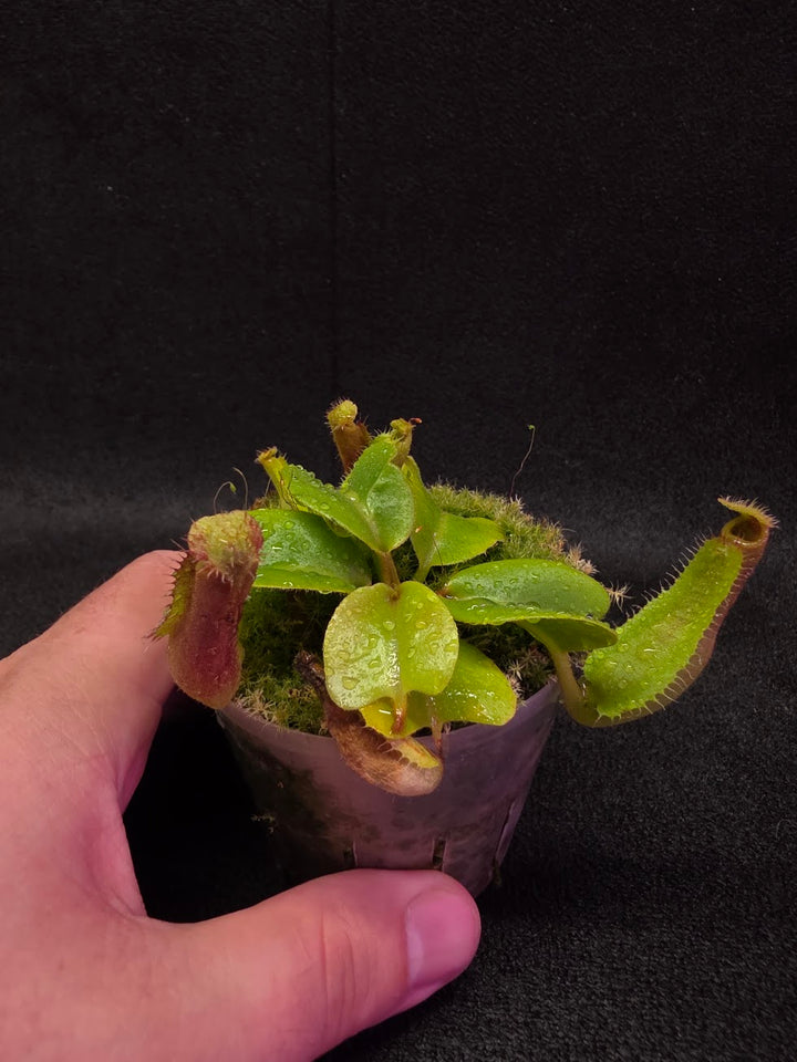 Nepenthes Truncata Red Flush F2 #18