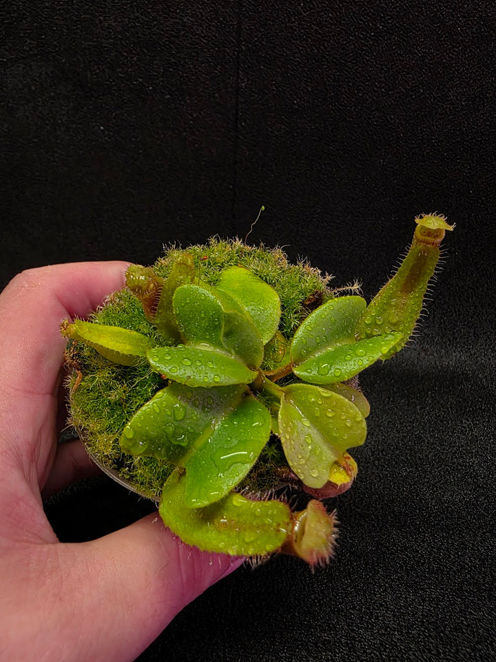 Nepenthes Truncata Red Flush F2 #18