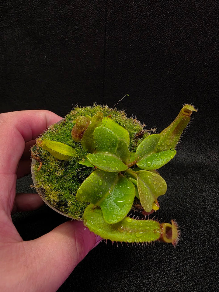 Nepenthes Truncata Red Flush F2 #18