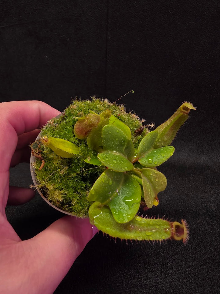 Nepenthes Truncata Red Flush F2 #18