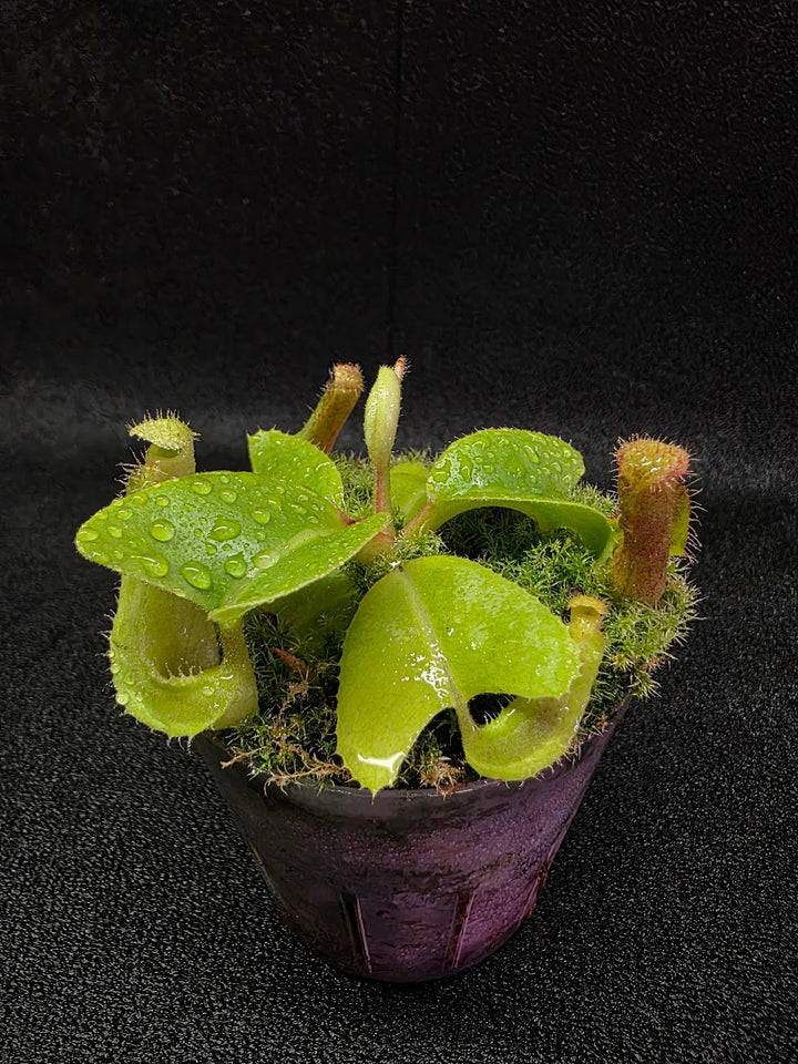 Nepenthes Truncata Red Flush F2 #19