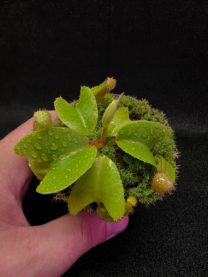 Nepenthes Truncata Red Flush F2 #19