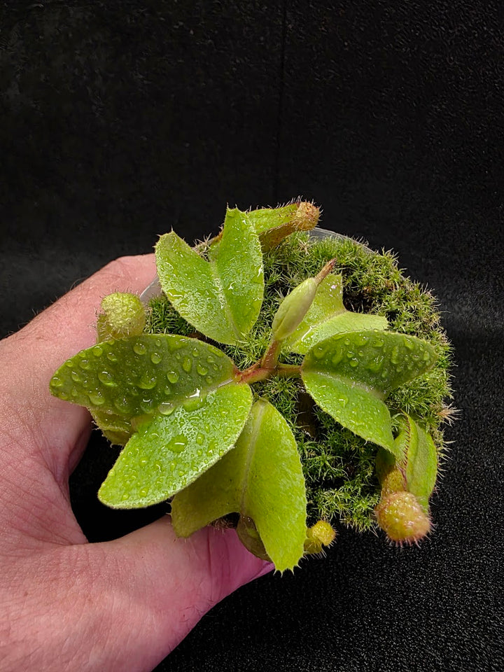 Nepenthes Truncata Red Flush F2 #19