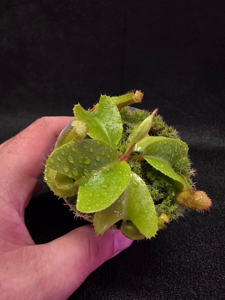 Nepenthes Truncata Red Flush F2 #19