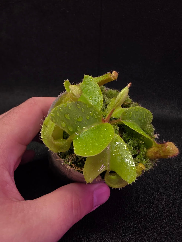 Nepenthes Truncata Red Flush F2 #19