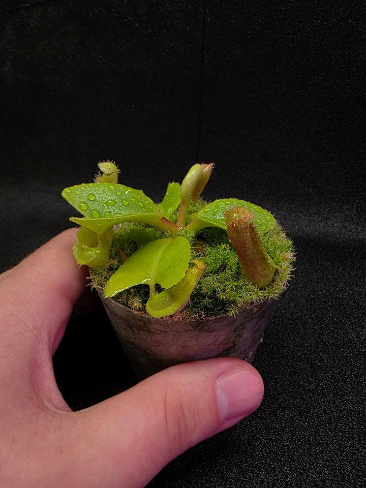Nepenthes Truncata Red Flush F2 #19