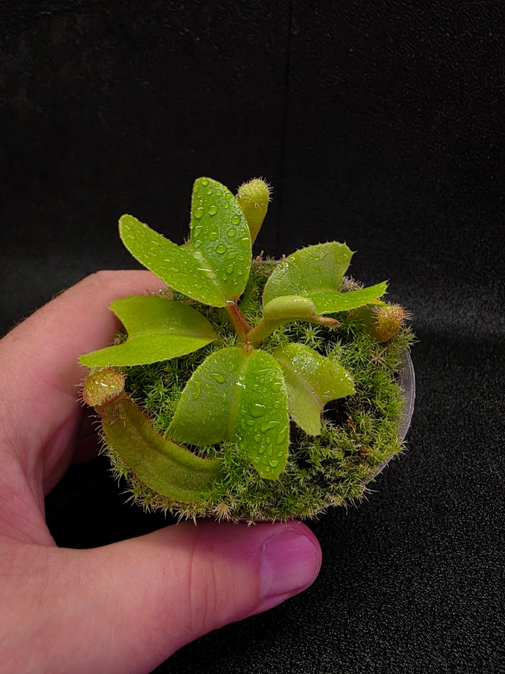 Nepenthes Truncata Red Flush F2 #19