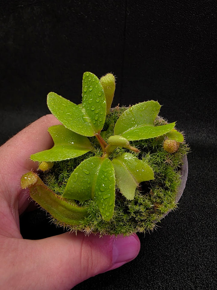 Nepenthes Truncata Red Flush F2 #19