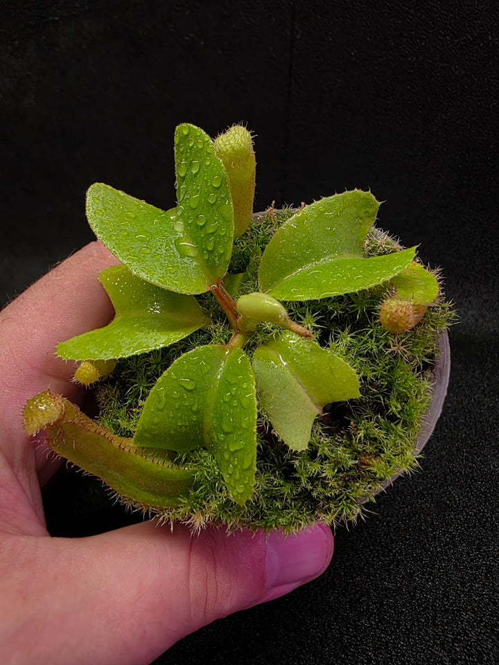 Nepenthes Truncata Red Flush F2 #19