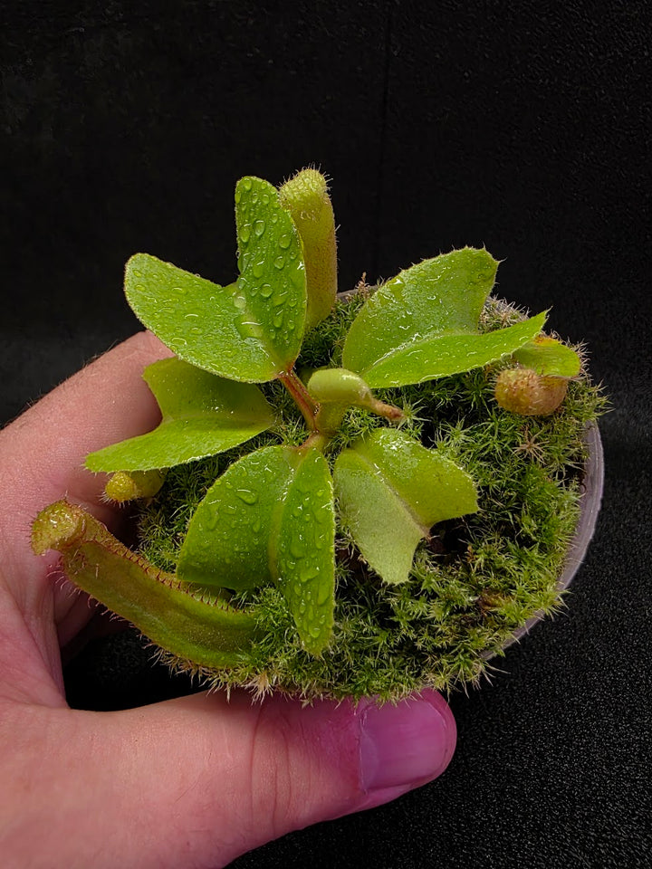 Nepenthes Truncata Red Flush F2 #19