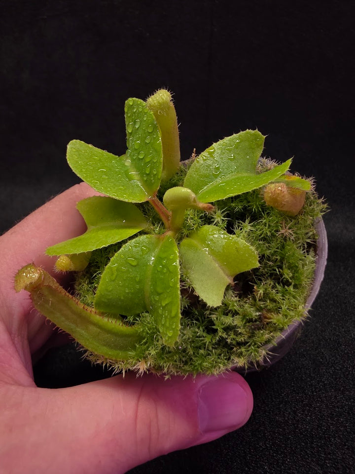 Nepenthes Truncata Red Flush F2 #19