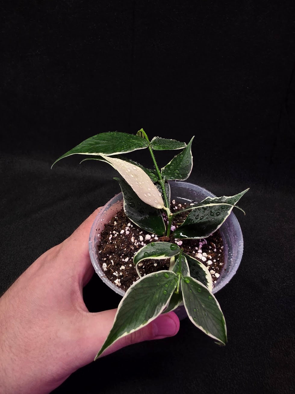 Hoya Polyneura Albomarginata Outer Variegated Fishtail #01 – YEG