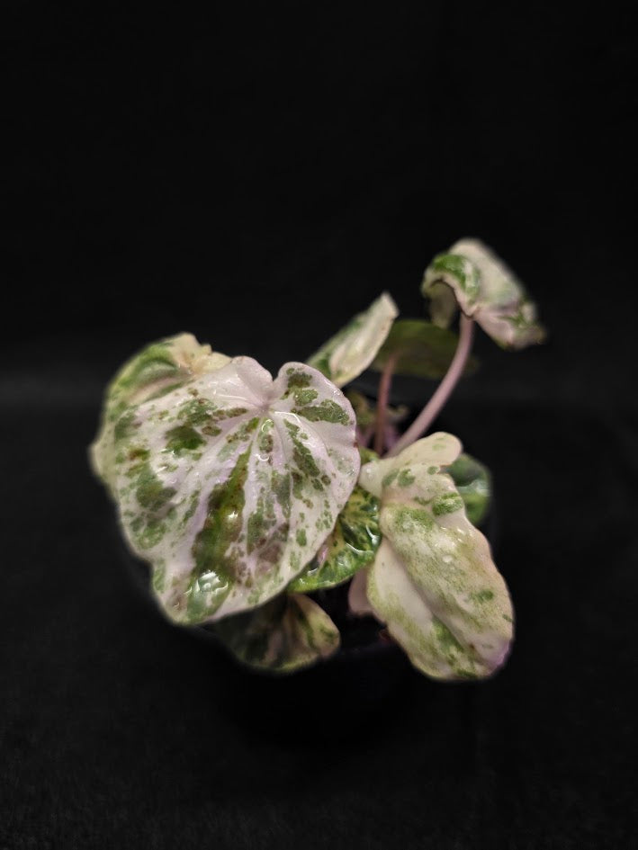 Peperomia Pink Lady #06