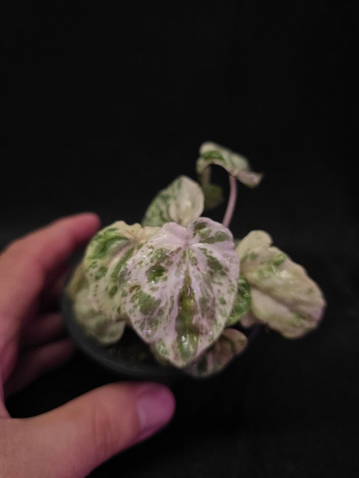 Peperomia Pink Lady #06