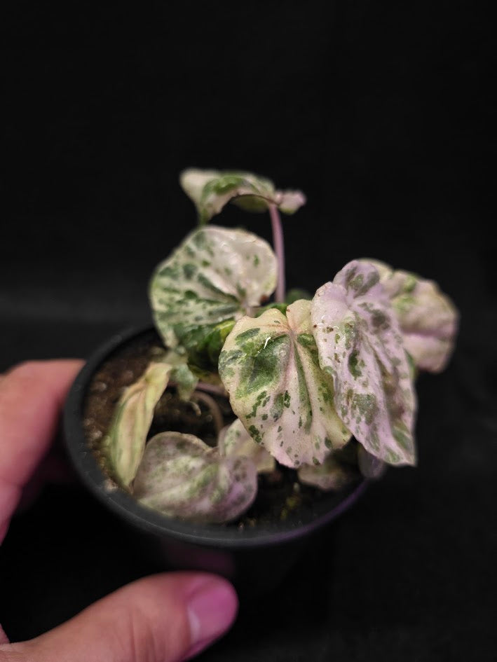 Peperomia Pink Lady #06