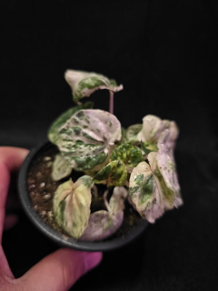 Peperomia Pink Lady #06