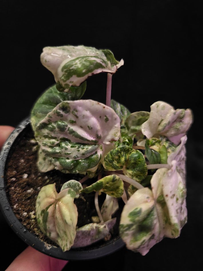 Peperomia Pink Lady #06