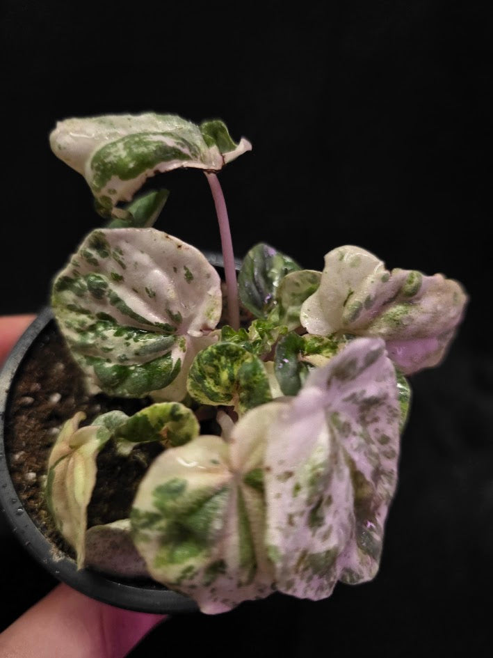 Peperomia Pink Lady #06