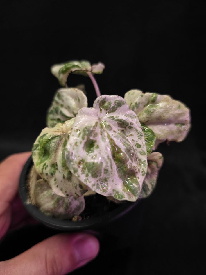 Peperomia Pink Lady #06