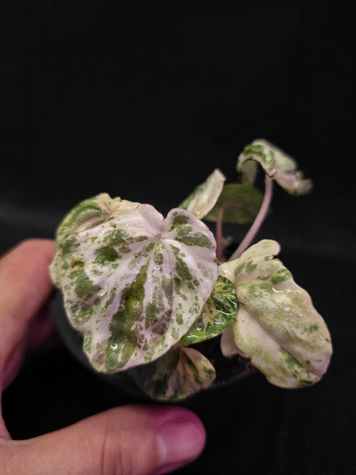 Peperomia Pink Lady #06