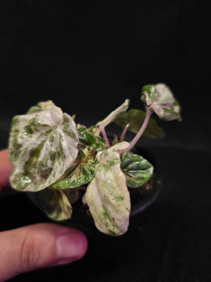 Peperomia Pink Lady #06